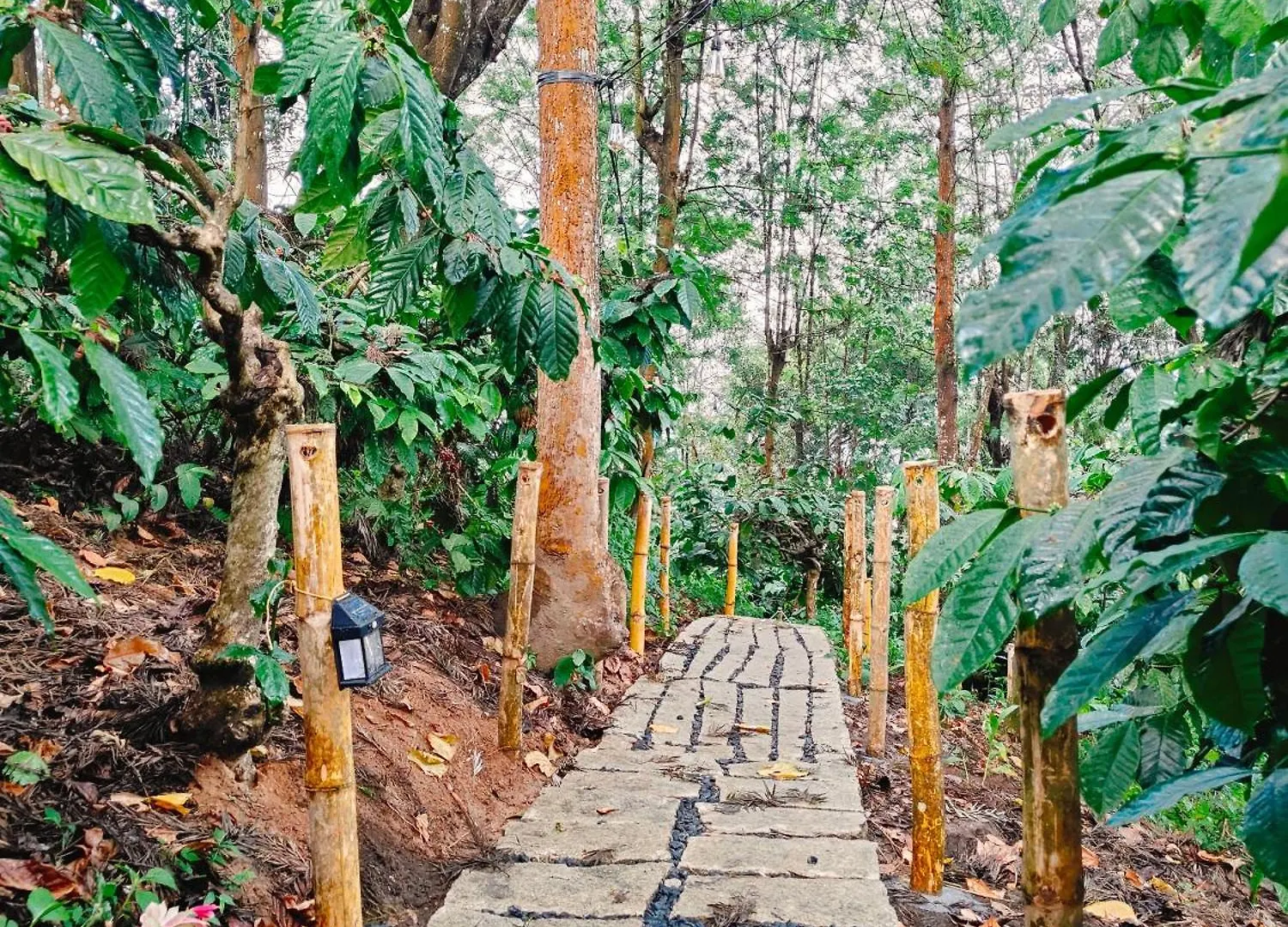 Cicadas Nature Resort - A Frame Cottages Wayanad